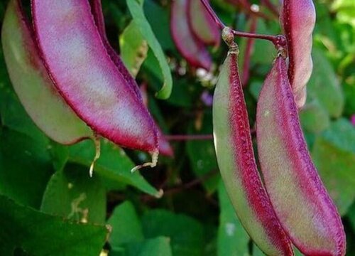 紫扁豆种植时间和方法