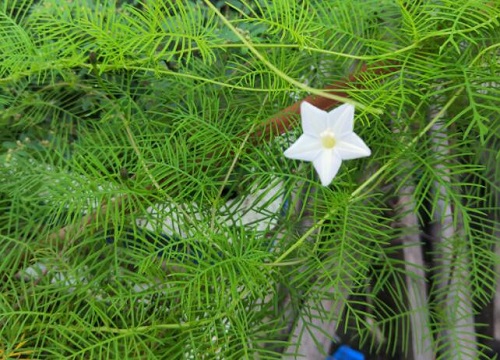 茑萝花种子的种植方法