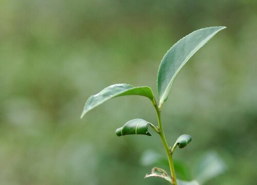 家里能种茶叶树吗