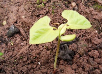 紫扁豆种植时间 紫扁豆种植时间和方法