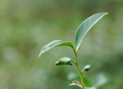 家里能否种茶叶树 家里能种茶叶树吗