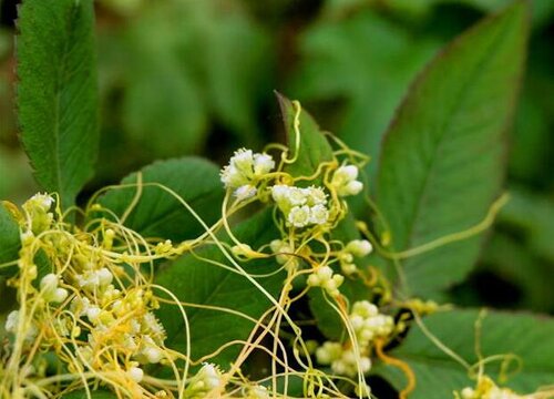 菟丝子是植物吗