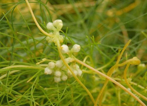 菟丝子是植物吗