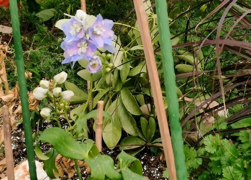 毛地黄种植时间和方法