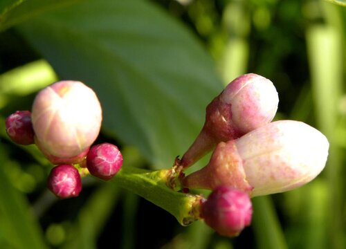 茶花怎样蔬蕾  蔬蕾方法