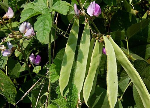 扁豆种植时间和方法