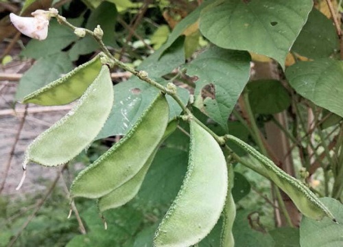 扁豆种植时间和方法