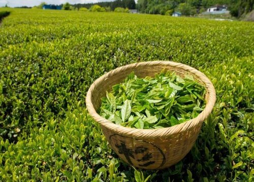 金山时雨属于什么茶