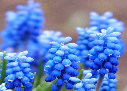 风信子的花语是什么含义与意思