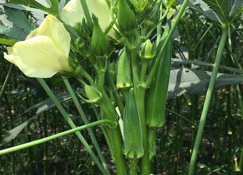 秋葵种植时间和方法