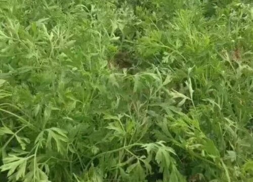 防风种植时间和方法