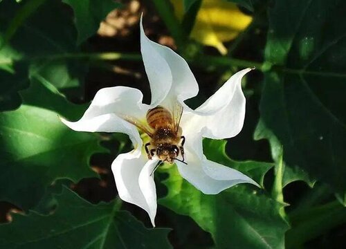 曼陀罗花的花语是什么