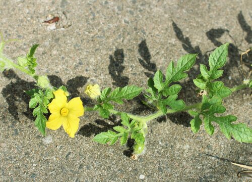 西瓜会开花吗