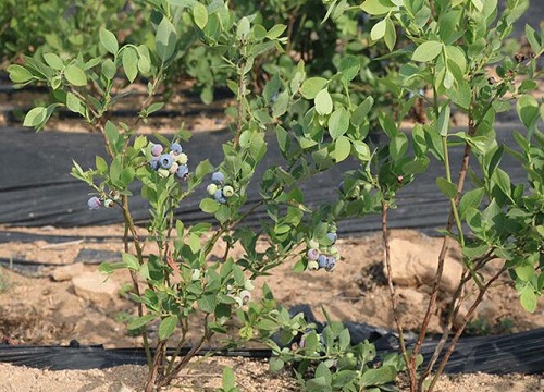 蓝莓是乔木还是灌木植物