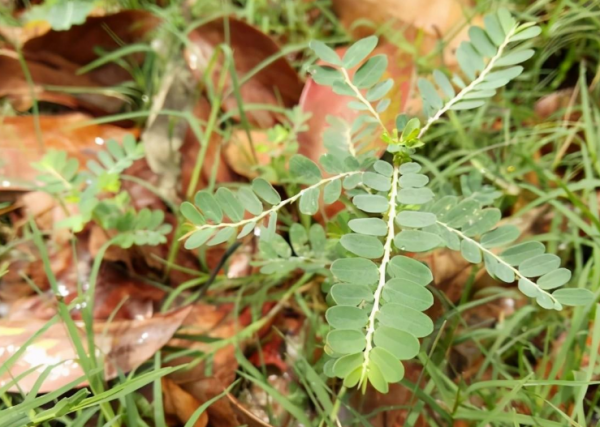 阴阳草的功效与作用