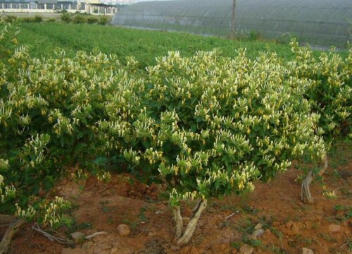 金银花的种植方法和注意事项