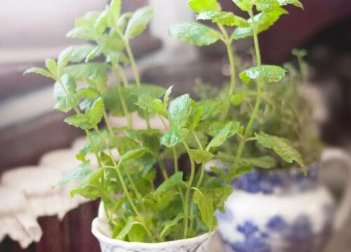 薄荷的种植方法和种植时间