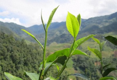 昔归古树茶有哪些特点 昔归古树茶产地及口感