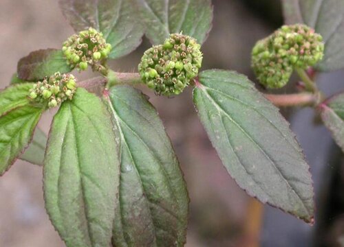 飞扬草的功效与作用及食用方法