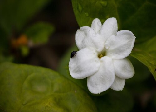 茉莉花的寓意和象征