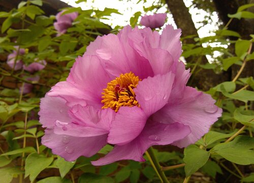 芙蓉花的风水禁忌