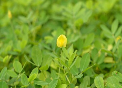 花生的品质和精神