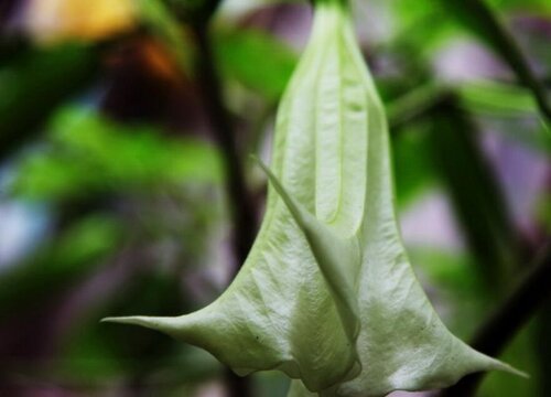 代表梦想的花