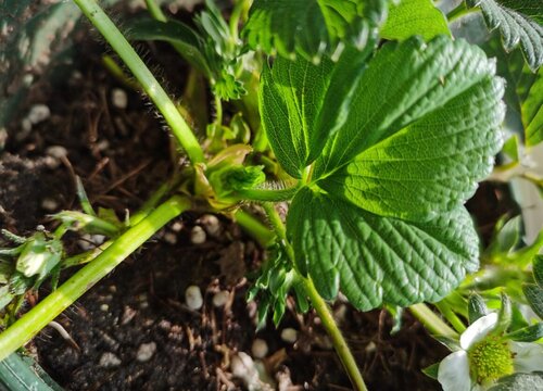 草莓种植技术与管理