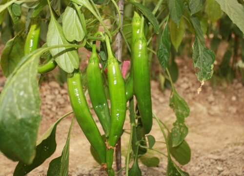 辣椒是植物吗