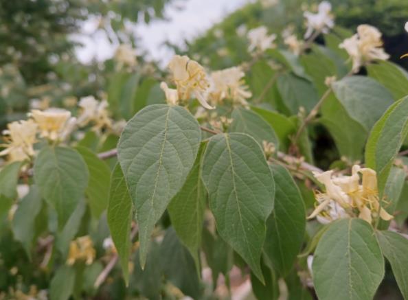 金银花的花朵为什么会变色