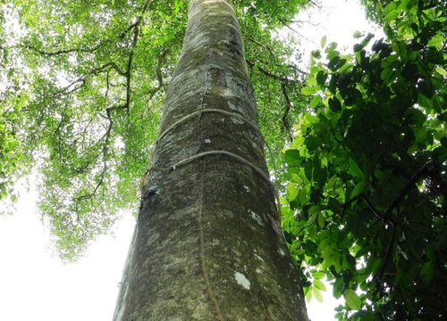 药沉香和沉香的区别