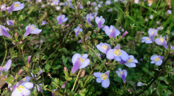 代表沉默的花