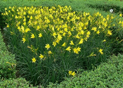 黄花菜的储存方法