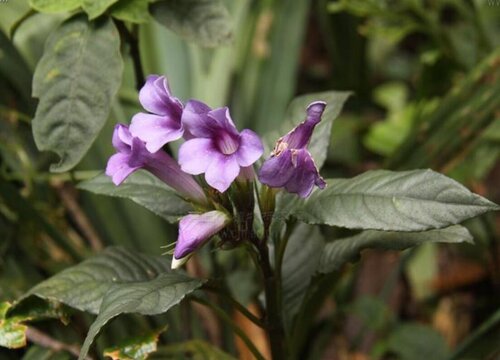 叉柱花好养吗