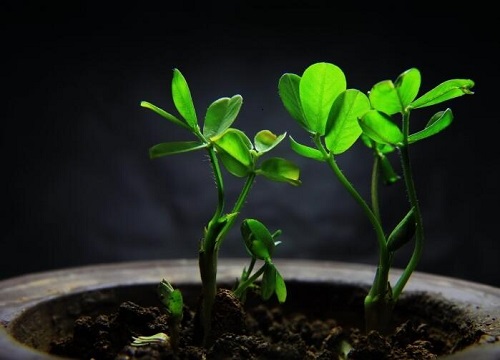 花生是植物吗