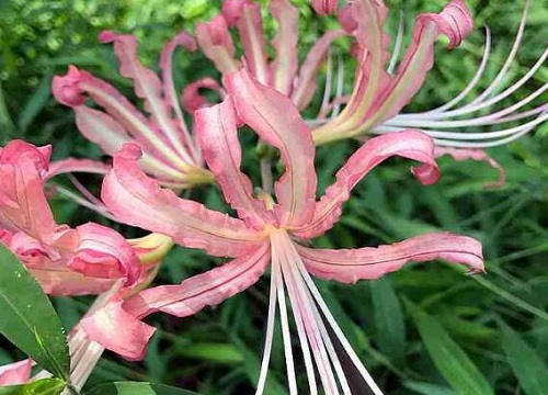 彼岸花一年开几次花