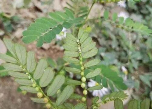 叶下珠的功效与作用及食用方法