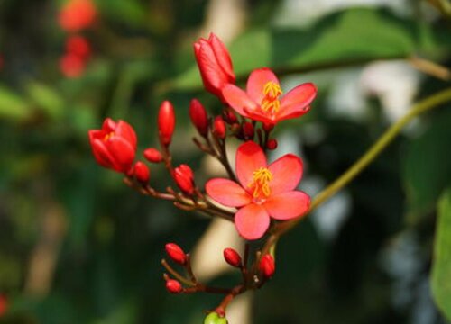 海棠花什么季节开花