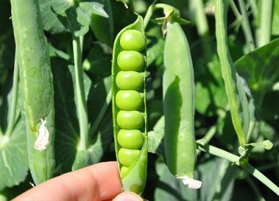 荷兰豆种植时间 荷兰豆种植时间和方法