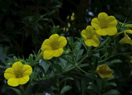 舞春花的养殖方法和注意事项有哪些