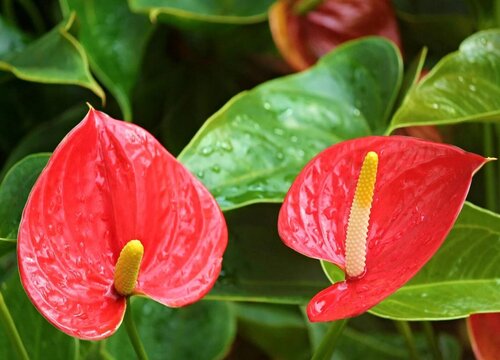 年宵花养殖状态越养越差的原因