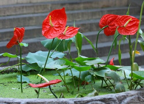 年宵花养殖状态越养越差的原因