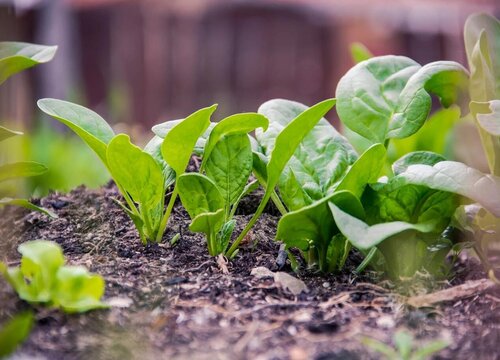 菠菜适合几月份种植