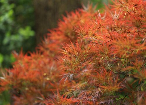 枫树开花是什么样子