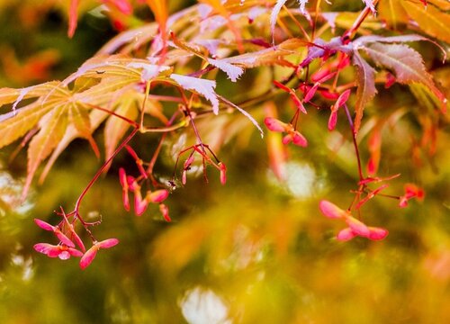 枫树开花是什么样子