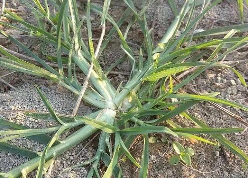 牛筋草的功效与作用及食用方法