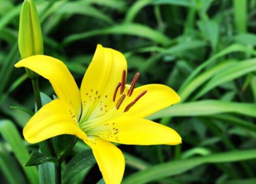 黄百合花的花语和寓意