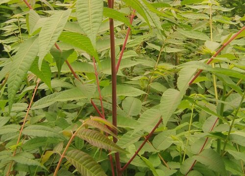 香椿种植前景如何