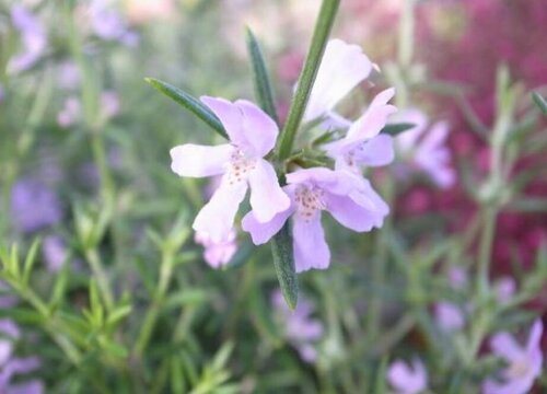 代表道歉的花