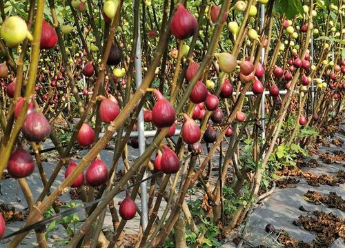 无花果是什么花序类型